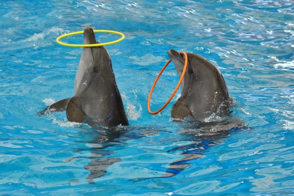 DELFIN SHOW - Image 3