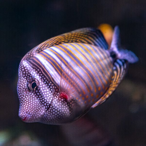 ANTALYA AQUARIUM TOUR - Image 4